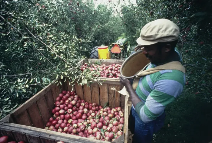 Framed Print : Apple Harvest Framed Print : Apple Harvest