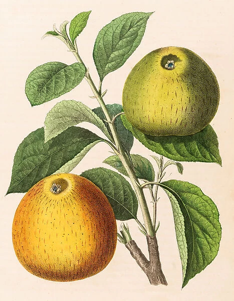 Apple illustration 1853