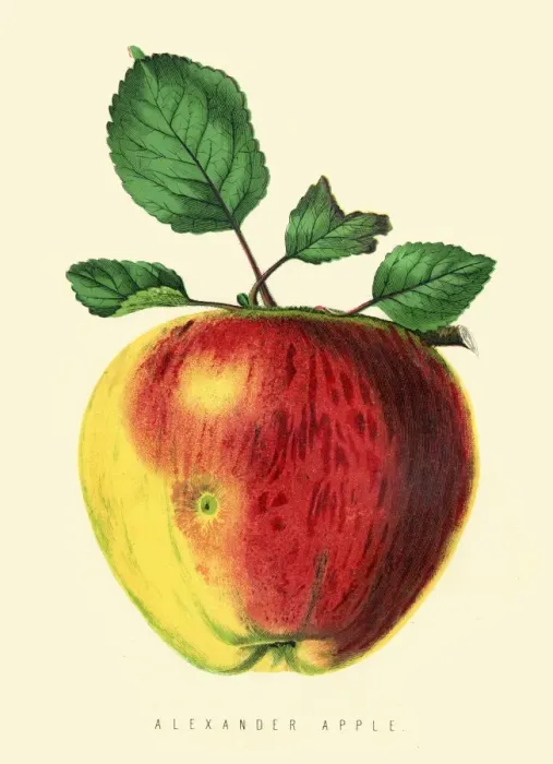 Framed Print : Apple illustration 1874 Framed Print : Apple illustration 1874