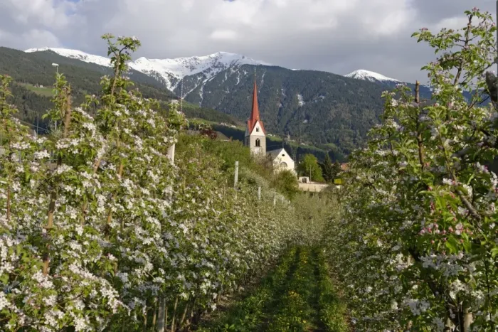 Framed Print : Apple orchard, behind the Plose, Eisacktal, Elvas, Brixen, Province of South Tyrol, Italy Framed Print : Apple orchard, behind the Plose, Eisacktal, Elvas, Brixen, Province of South Tyrol, Italy
