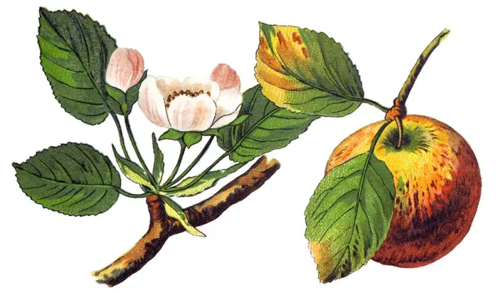 Framed Print : An apple (pirus malus) is a sweet, edible fruit produced by an apple tree (Malus pumila) Framed Print : An apple (pirus malus) is a sweet, edible fruit produced by an apple tree (Malus pumila)
