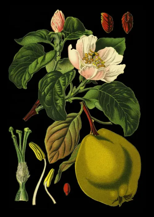 Framed Print : apple quince Framed Print : apple quince