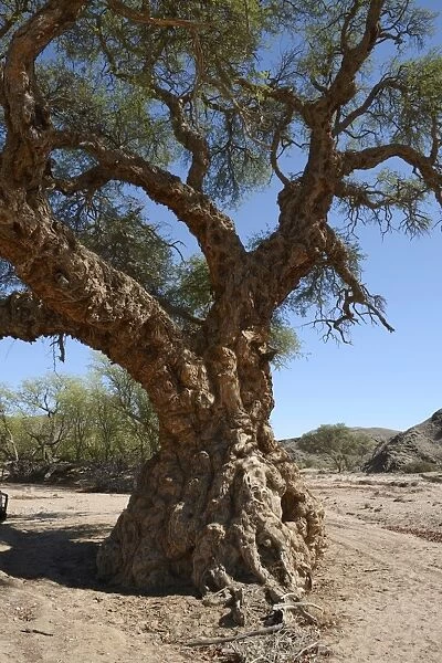 Apple-ring Acacia, Ana Tree, Balanzan Tree or Winter Thorn -Faidherbia albida, Acacia albida-, Namibia