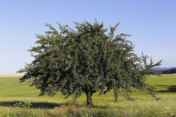 Apple tree, Aigen, Muehlviertel region, Upper Austria, Austria, Europe