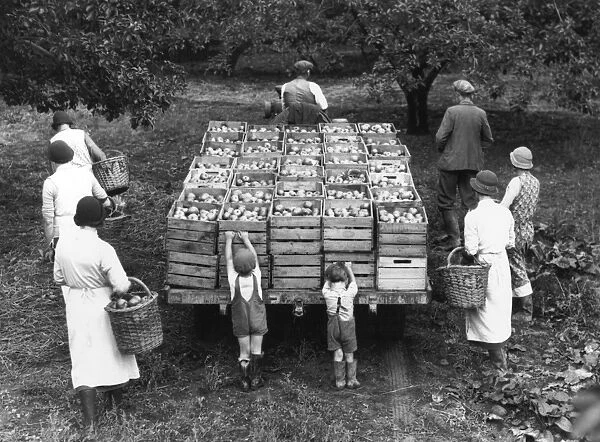 Apples. 15th September 1937: Apples being gathered at Jacksbridge Farm