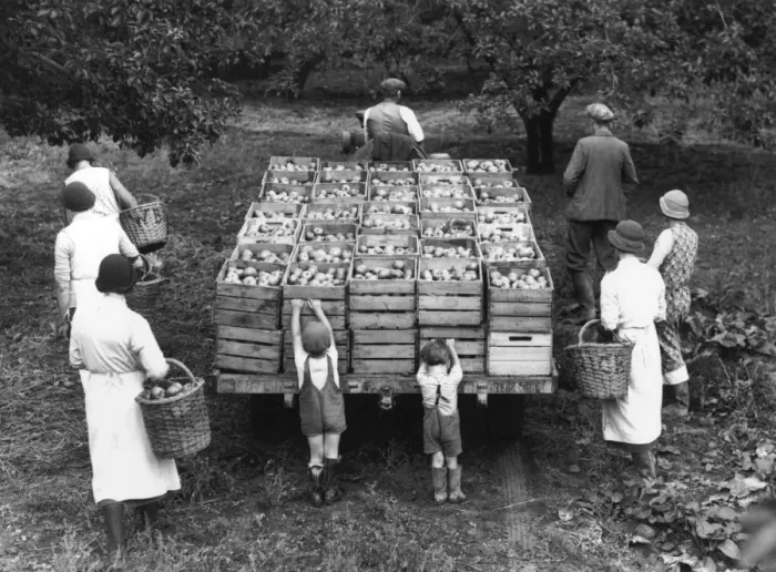 Framed Print : Apples. 15th September 1937: Apples being gathered at Jacksbridge Farm