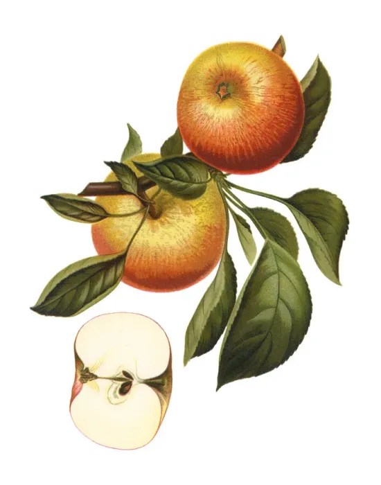 Framed Print : apples. Antique illustration of a apples, isolated on white background Framed Print : apples. Antique illustration of a apples, isolated on white background