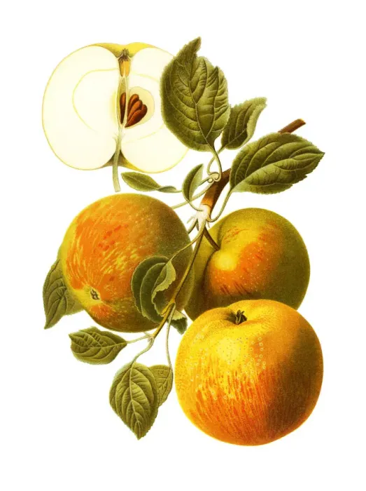 Framed Print : Apples. Antique illustration of a apple, isolated on white background Framed Print : Apples. Antique illustration of a apple, isolated on white background