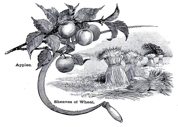 Apples, sickle and wheat engraving 1896