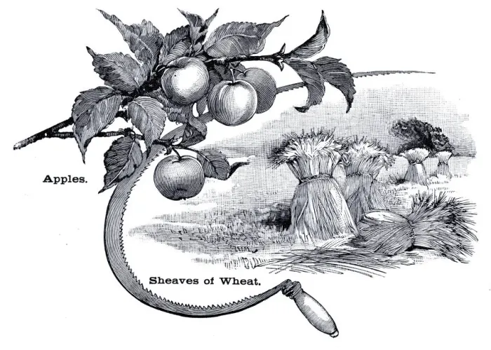 Framed Print : Apples, sickle and wheat engraving 1896 Framed Print : Apples, sickle and wheat engraving 1896