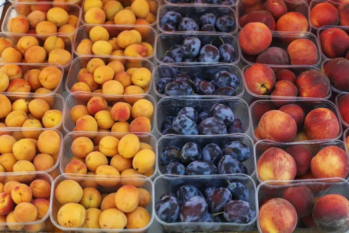 Framed Print : Apricot, plums and peaches in plastic cups, Wachau, Lower Austria, Austria, Europe Framed Print : Apricot, plums and peaches in plastic cups, Wachau, Lower Austria, Austria, Europe