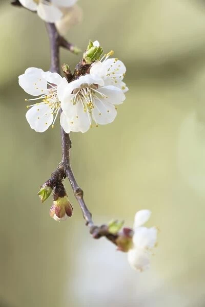 Apricot tree -Prunus armeniaca-, branch with blossoms, Konstanz, Baden-Wurttemberg, Germany