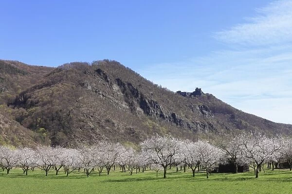 Apricot trees in blossom, flowering apricot trees -Prunus armeniaca-, Aggstein castle ruin at the back, Wachau valley, Lower Austria, Austria, Europe