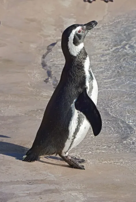 Framed Print : aquatic, ave, avian, captive animals, magellanic penguin, nobody, spheniscidae, spheniscus