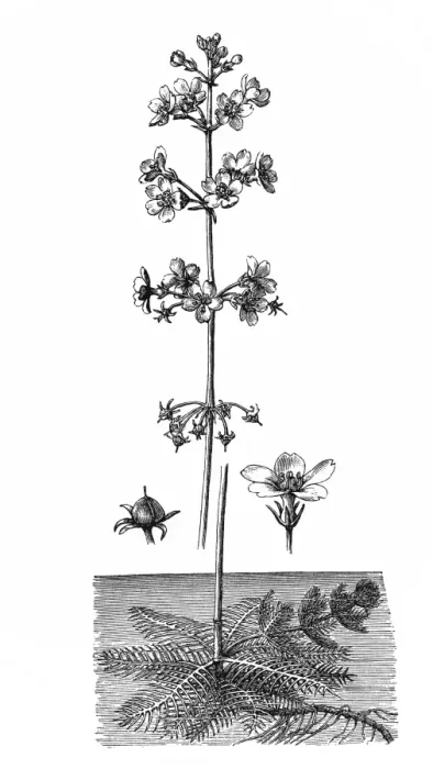 Framed Print : Aquatic flower (Hottonia palustris) Framed Print : Aquatic flower (Hottonia palustris)