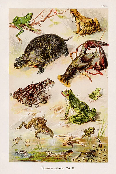 Aquatic Freshwater animals Chromolithography 1899