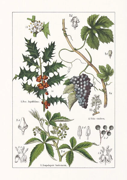 Aquifoliaceae, Vitaceae, chromolithograph, published in 1895