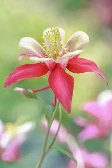 Framed Print : Aquilega flower, also reffered to as Columbine flower Framed Print : Aquilega flower, also reffered to as Columbine flower