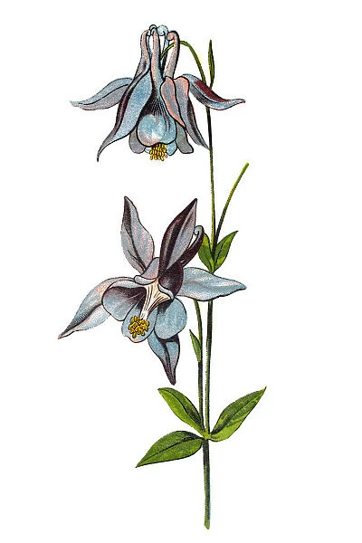 Aquilegia vulgaris (European columbine, common columbine, grannys nightcap, grannys bonnet)