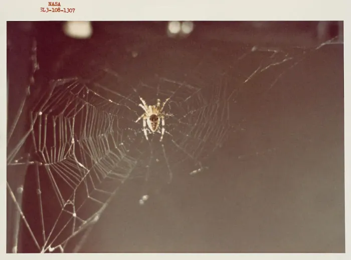 Framed Print : Arabella, one of the two Skylab 3 common cross spiders
