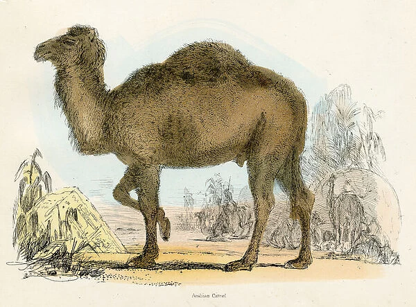Arabian camel engraving 1893