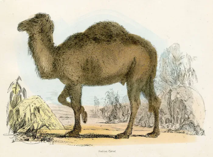 Framed Print : Arabian camel engraving 1893 Framed Print : Arabian camel engraving 1893