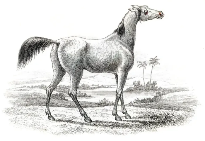 Framed Print : Arabian horse 1841 Framed Print : Arabian horse 1841