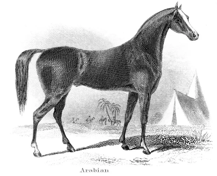 Framed Print : Arabian horse engraving 1873