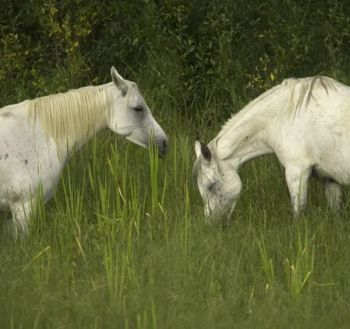 Framed Print : Two Arabian mares grazing in tall grass, side view Framed Print : Two Arabian mares grazing in tall grass, side view