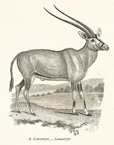 Arabian oryx engraving 1803