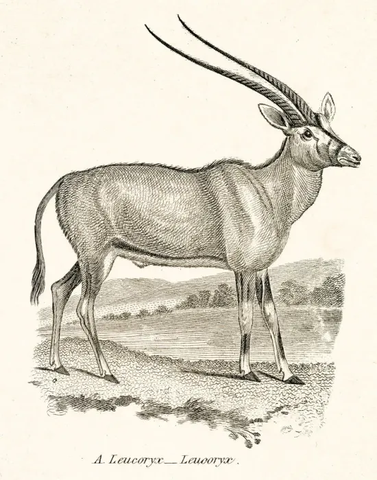 Framed Print : Arabian oryx engraving 1803 Framed Print : Arabian oryx engraving 1803