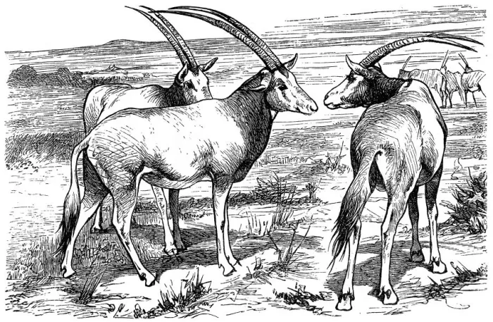 Framed Print : Arabian Oryx (Oryx leucoryx) Framed Print : Arabian Oryx (Oryx leucoryx)