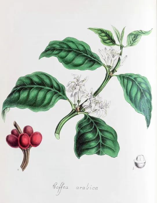 Framed Print : Arabica coffee (Coffea arabica), from Plantae Utiliores or Illustrations of useful plants, hand-colored print by Mary Ann Burnett, 1842 Framed Print : Arabica coffee (Coffea arabica), from Plantae Utiliores or Illustrations of useful plants, hand-colored print by Mary Ann Burnett, 1842
