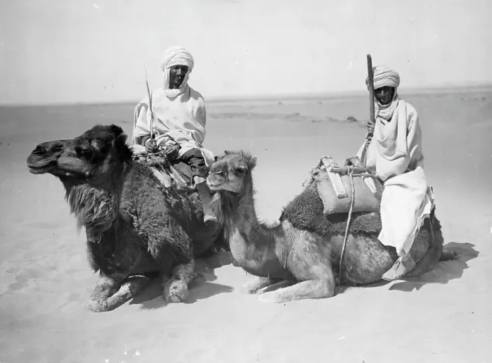 Framed Print : ARABS AND CAMELS Framed Print : ARABS AND CAMELS