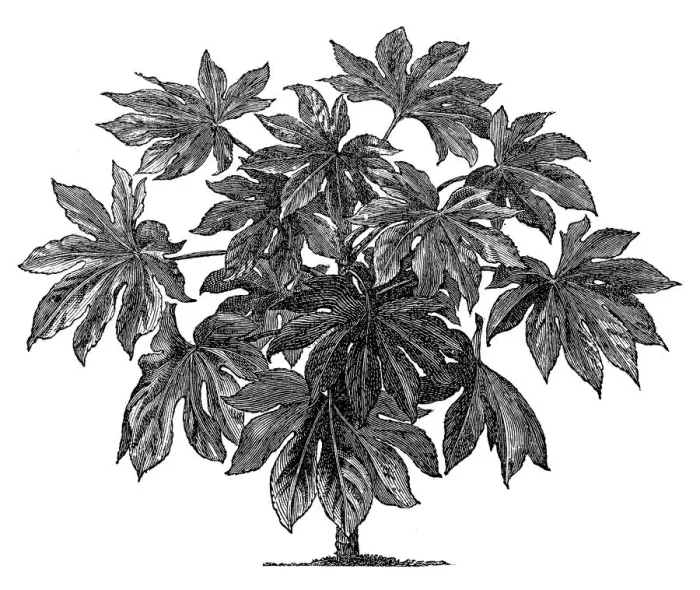 Framed Print : Aralia sieboldii (Fatsia) Framed Print : Aralia sieboldii (Fatsia)