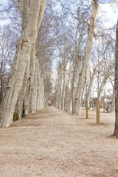 Aranjuez. Row of trees in Aranjuez, Madrid, Spain, Europe 2016