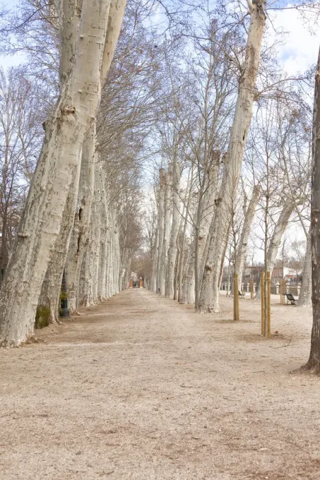 Framed Print : Aranjuez. Row of trees in Aranjuez, Madrid, Spain, Europe 2016 Framed Print : Aranjuez. Row of trees in Aranjuez, Madrid, Spain, Europe 2016