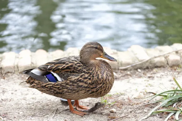Framed Print : Aranjuez. Lovely duck in Aranjuez, Madrid, Spain, Europe 2016 Framed Print : Aranjuez. Lovely duck in Aranjuez, Madrid, Spain, Europe 2016