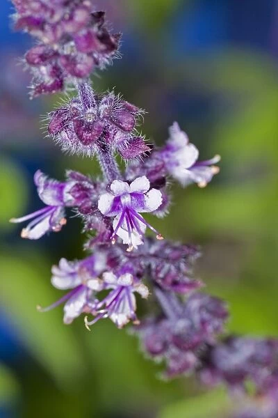 Ararat-Basil (Ocimum basilicum), violet flowers