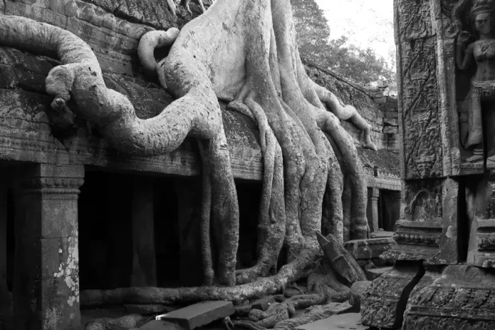 Framed Print : Arbor Day. Banyan tree growing over the ruins of Ta Prohm in Angkor Wat Framed Print : Arbor Day. Banyan tree growing over the ruins of Ta Prohm in Angkor Wat