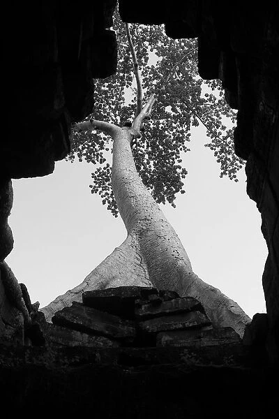 Arbor Day. Banyan tree growing over ruins at Angkor Wat