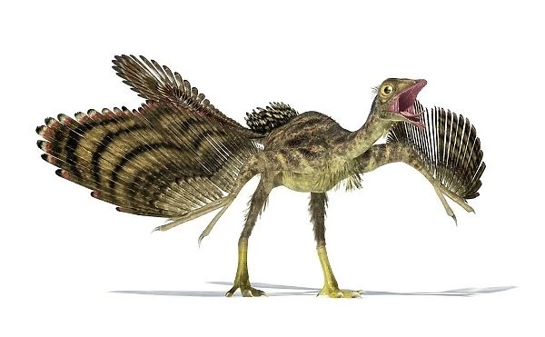 Archaeopteryx dinosaur, artwork