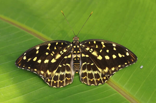 Archduke -Lexias dirtea-, tropical butterfly, habitat Thailand, Asia