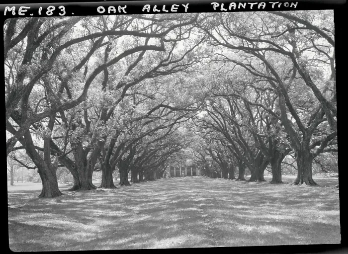Framed Print : Arched Path of Trees on Plantation Site Framed Print : Arched Path of Trees on Plantation Site