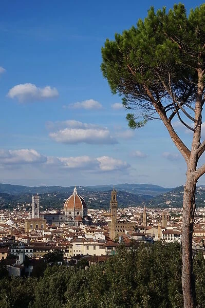 Architectural Highlights of Florence, Tree, Italy