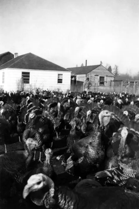 Framed Print : archival, birds, black & white, c, copy space, farm, farmer, historical, large group of animals Framed Print : archival, birds, black & white, c, copy space, farm, farmer, historical, large group of animals