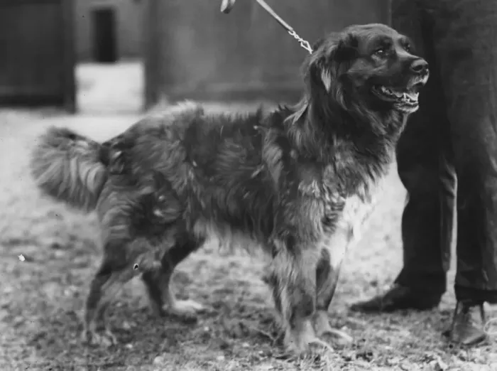 Framed Print : Arctic dog, Called Colonel, chosen to take part in Sir Ernest Shackletons expedition Framed Print : Arctic dog, Called Colonel, chosen to take part in Sir Ernest Shackletons expedition