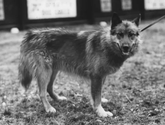 Framed Print : Arctic Dog Chosen As Team Leader For Sir Ernest Shackletons Trans-Antarctic Expedition Framed Print : Arctic Dog Chosen As Team Leader For Sir Ernest Shackletons Trans-Antarctic Expedition