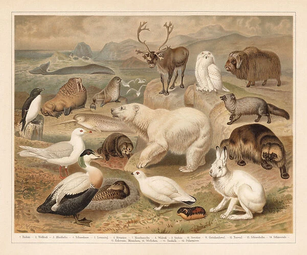 Arctic fauna, lithograph, published in 1897