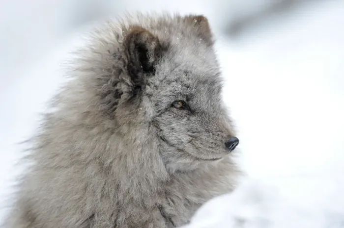 Framed Print : Arctic fox -Alopex lagopus-
